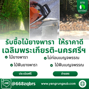 รับซื้อไม้ยางพารา เฉลิมพระเกียรติ นครศรีธรรมราช - ราคาดี จ่ายสด จบไวใน 1 วัน
