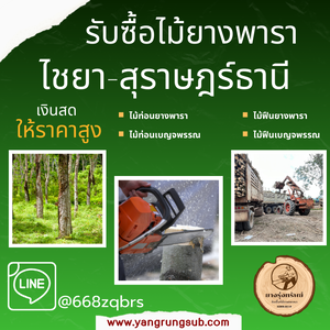 รับซื้อไม้ยางพารา ไชยา สุราษฎร์ธานี - ราคาดี จ่ายสด จบไวใน 1 วัน