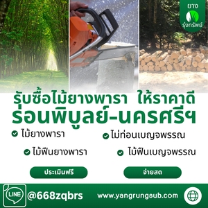 รับซื้อไม้ยางพารา ร่อนพิบูลย์ นครศรีธรรมราช - ราคาดี จ่ายสด จบไวใน 1 วัน