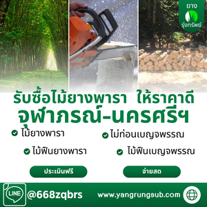 รับซื้อไม้ยางพารา จุฬาภรณ์ นครศรีธรรมราช - ราคาดี จ่ายสด จบไวใน 1 วัน