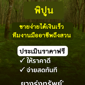 รับซื้อไม้ยางพารา พิปูน - ขายง่าย จ่ายสด ทีมงานมืออาชีพถึงสวน