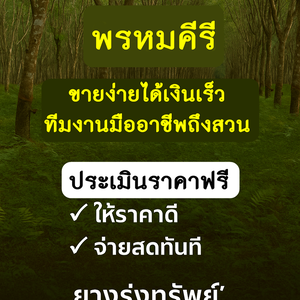 รับซื้อไม้ยางพารา พรหมคีรี - ขายง่าย ได้เงินเร็ว ทีมมืออาชีพถึงสวน
