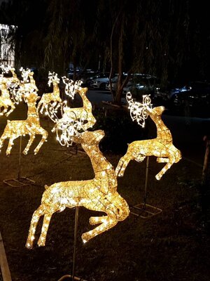 ให้เช่ากวางกระโดดขนาด1.8