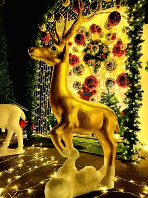 ให้เช่ากวางขนาด 160cm.